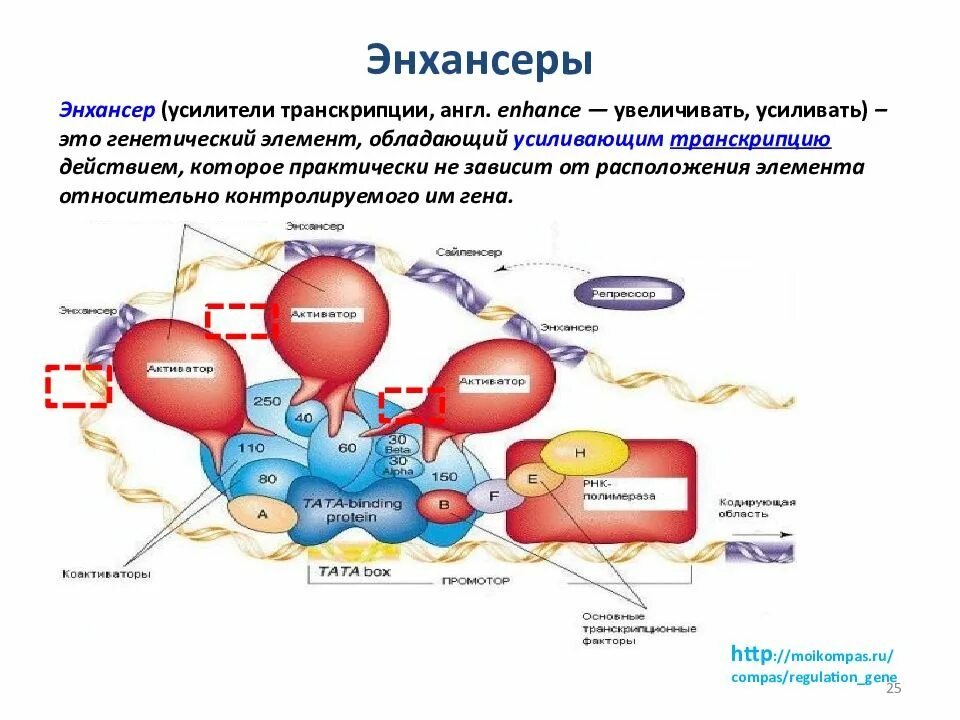 Энхансеры и сайленсеры биохимия. Транскрипционные энхансеры. Энхансеры это в биологии. Энхансеры молекулярная биология. Действие транскрипция