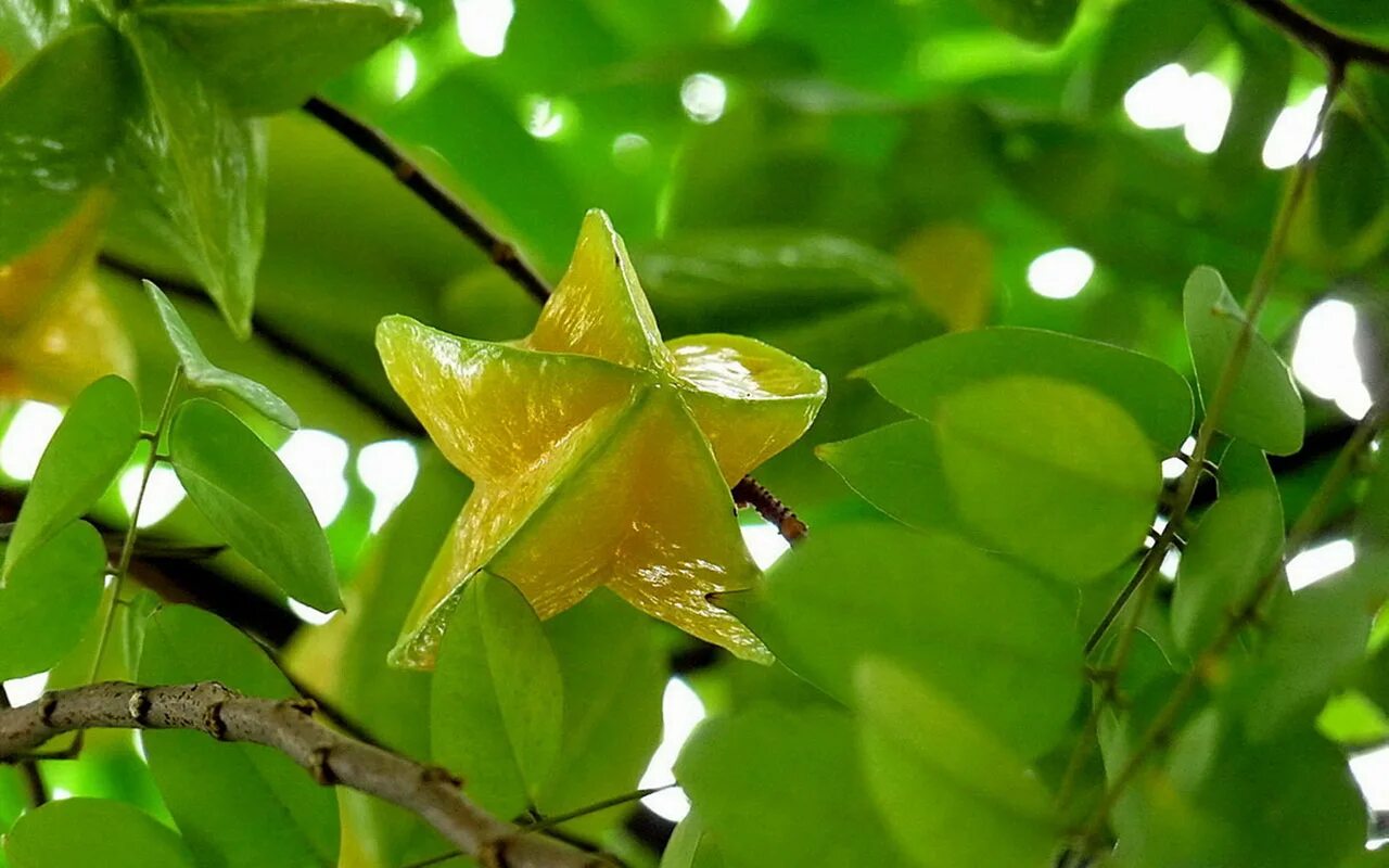 Старфрут. Аверройя (карамбола). Карамбола зеленая. Звездный фрукт карамбола. Карамбола Шри-Ланка.