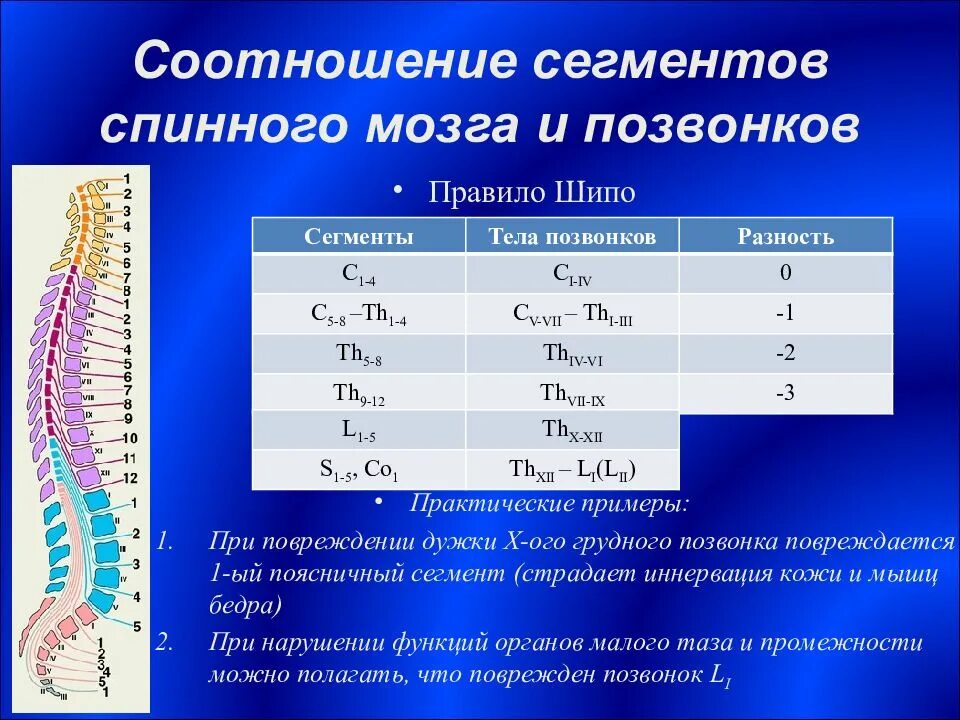 Спинной мозг сегменты таблица. Правило шипо спинной мозг. сегменты спинного мозга и позвонки. скелетотопия сегментов спинного мозга. соотношение сегментов спинного мозга и позвонков.