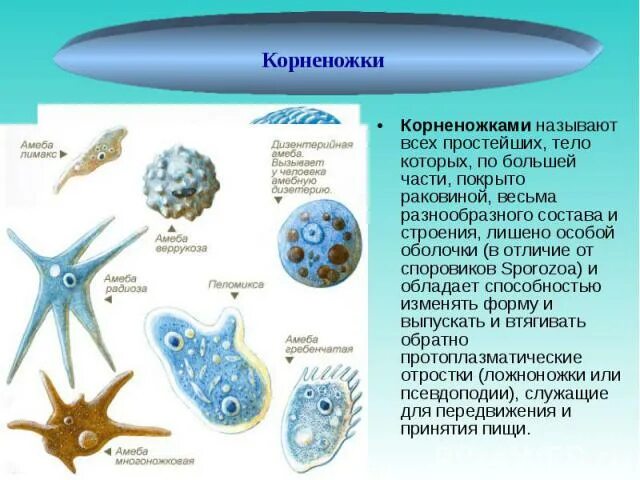 Представители группы простейших. Класс Саркодовые корненожки биология. Корненожки представители 7 класс биология. Корненожки с 2 названиями. Представители корненожек таблица.