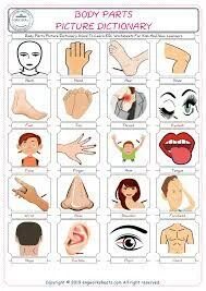 Parts of the body worksheets