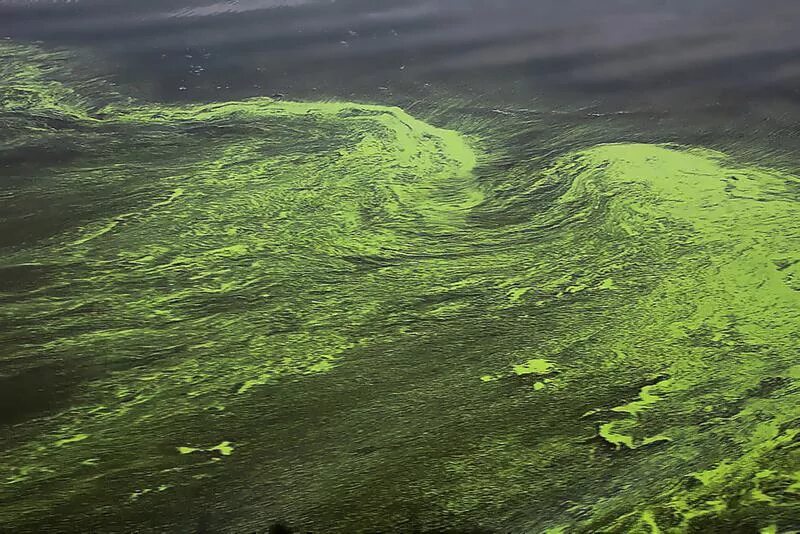 Условия цветения воды. Синезеленые водоросли Волга. Цветение воды цианобактерии. Хламидомонада цветение воды.