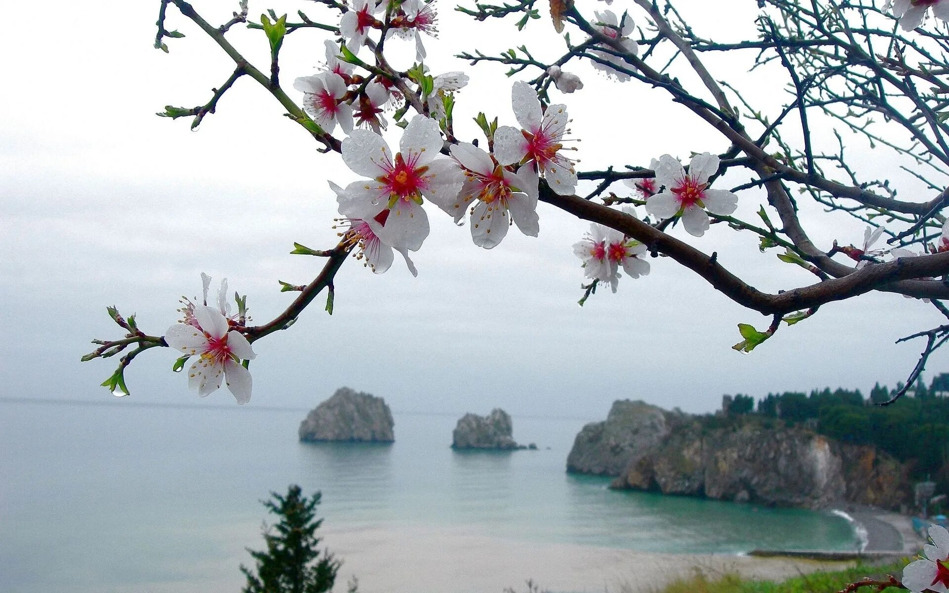Сакура вода. Цветение Сакуры в Крыму. Сакура зацвела Ялта. Море весной.
