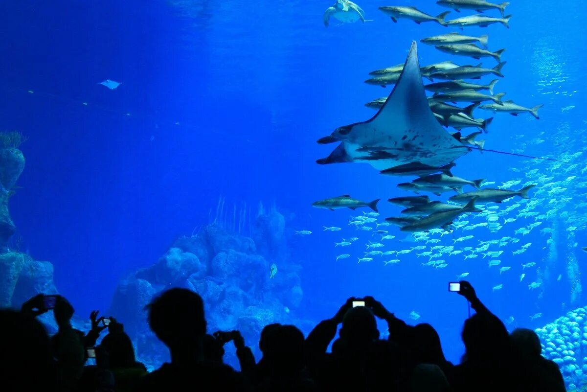 Океанариум в китае. Chimelong ocean kingdom, китай. Чимелонг океанариум китай. Шанхай океанариум. Chimelong ocean kingdom, китай.