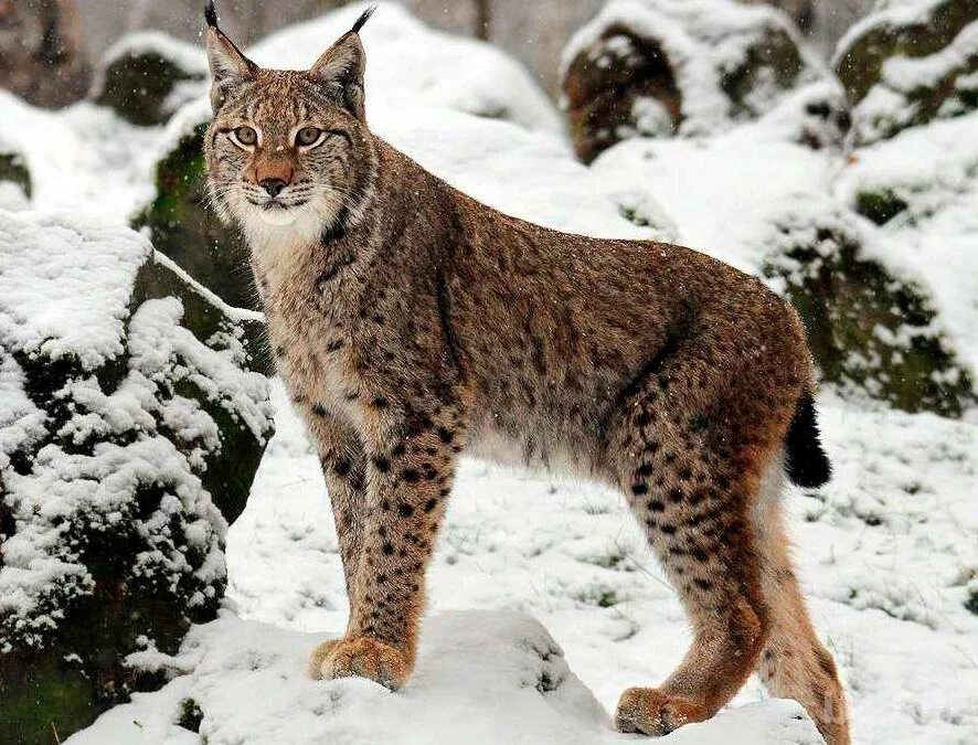 Европейская рысь красная книга. Информация о европейской рыси. Животные красной книги россии рысь. Европейская рысь красная книга. Европейская рысь красная книга.