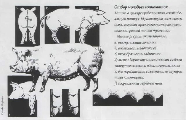 Искусственное осеменение овец в станках. Визоцервикальный способ осеменения коров. Схема организации осеменения. Маноцервикальный способ осеменения коров. Оценка свиней