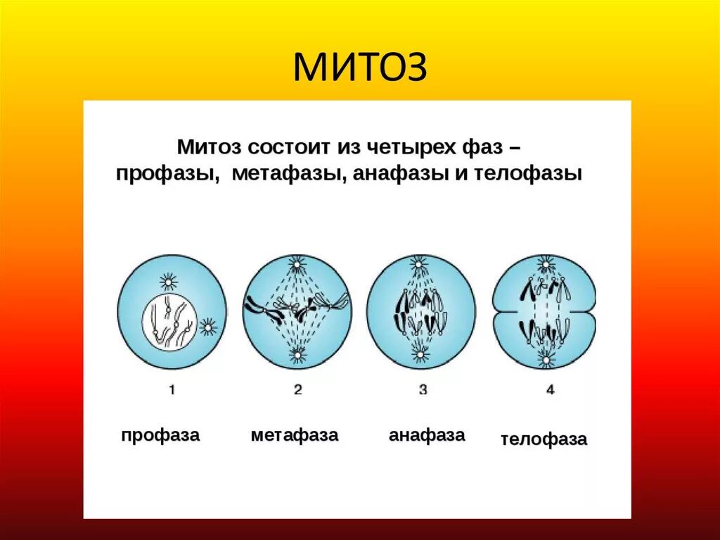 Фазы деления клетки митоз рисунок. Схема стадий митоза. Фазы митотического деления клетки. Деление клетки митоз 6 класс биология.