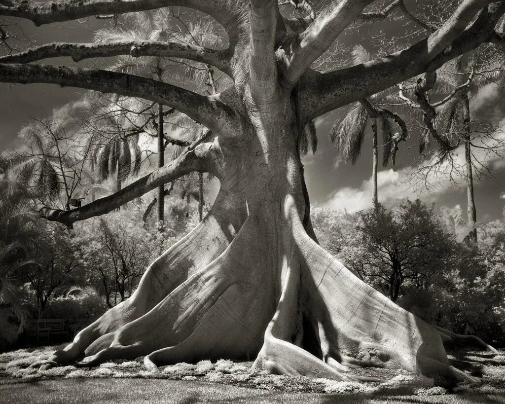 Ancient trees