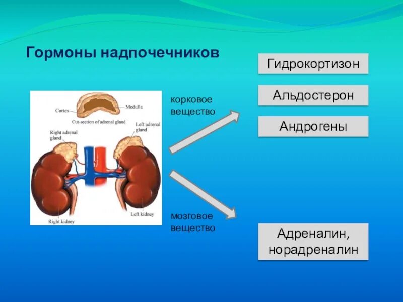 Надпочечники гормон роста. Надпочечники гормоны андрогены. Гормоны коркового вещества надпочечников. Гуморальная регуляция надпочечников. Гормоны надпочечников гидрокортизон.