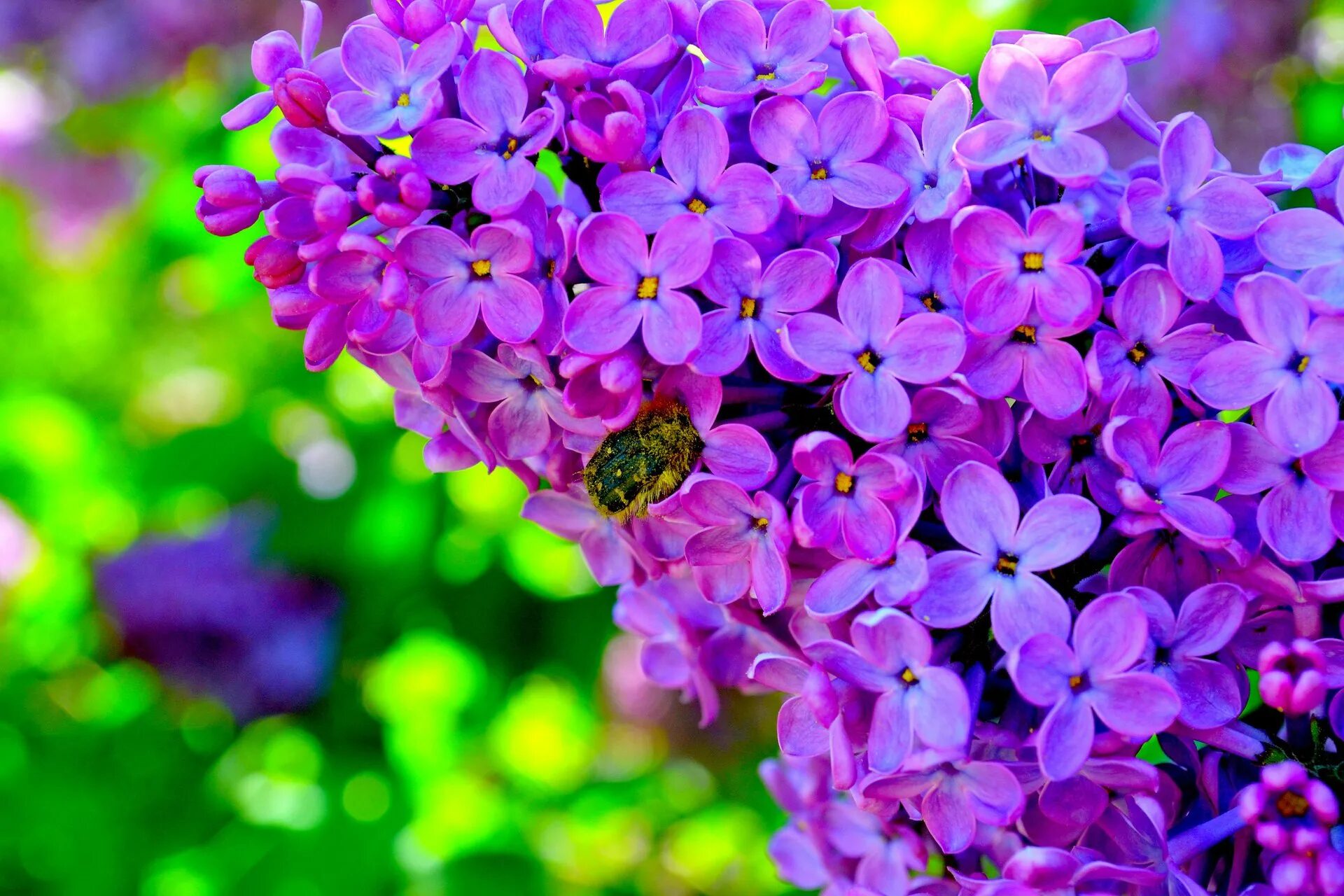 Красивые картинки на обои телефона цветов. Сирень. Цветущая сирень. Яркие цветы.