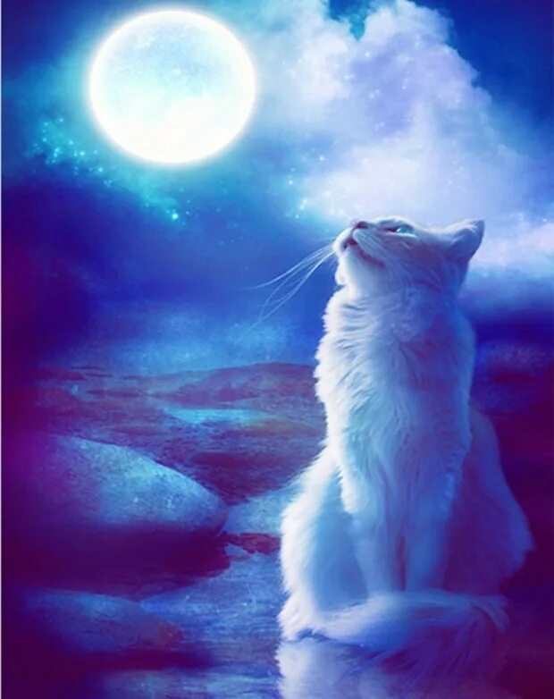 Ночной кот. Лунный. Лунный кот минус. "лунный кот". Песня лунный лунный лунный кот.