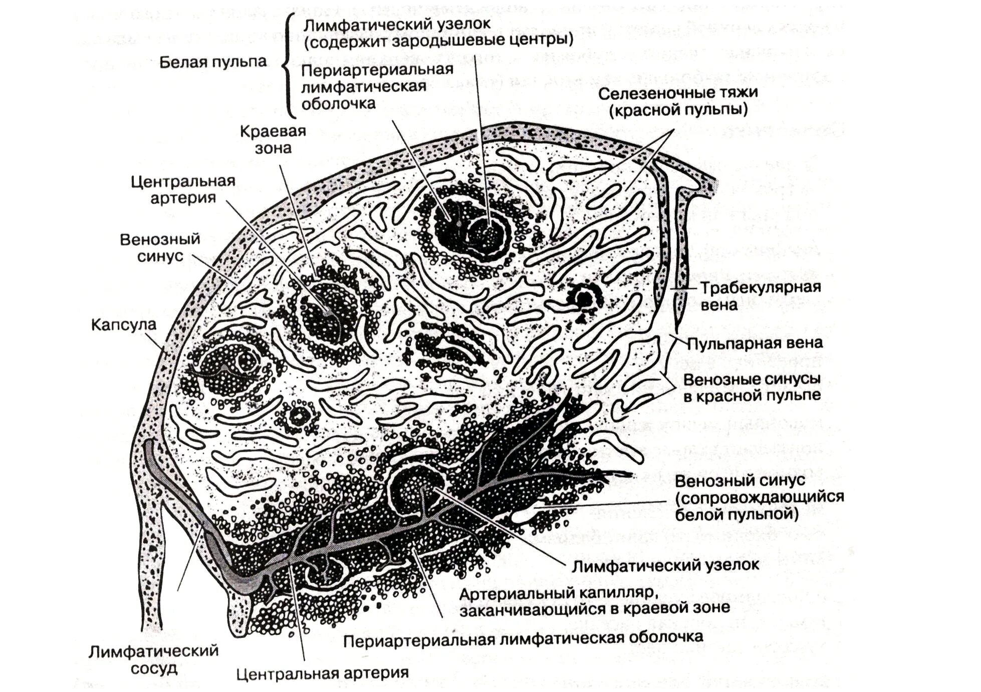 Селезеночные тяжи. Венозный синус гистология. Т лимфоциты в селезенке. Селезеночные (пульпарные) тяжи.