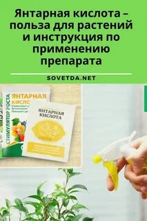 Можно подкормить цветы янтарной кислотой
