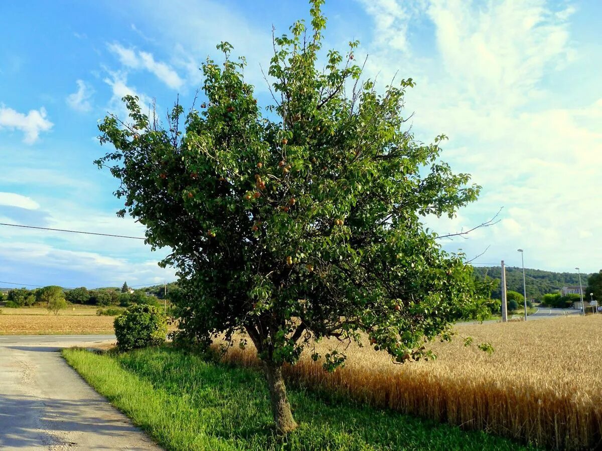 Are Your Trees Ready? Taking Care Of Your Fruit Trees During The 'Delayed Dorman