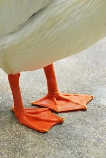 Webbed foot