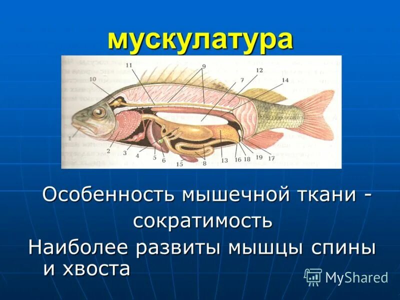 Мышцы рыбы строение. Мускулатура рыб. Строение и жизнедеятельность рыб. Внутреннее строение и жизнедеятельность рыб.