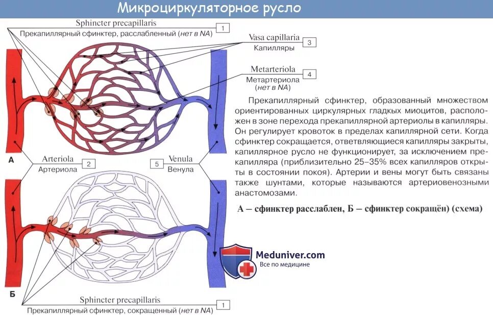 Что происходит с кровью в капиллярах