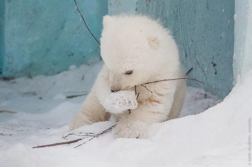 Белый медведь размеры. Почему медвежонка умку так назвали. Umka белый медведь. Почему медвежонка умку так назвали. Медведь умка зоопарк новосибирск.