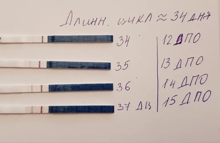 Поздняя овуляция на тесте. При поздней овуляции. Тесты при поздней овуляции. Поздняя овуляция и тест на беременность. Овуляция пришла позже
