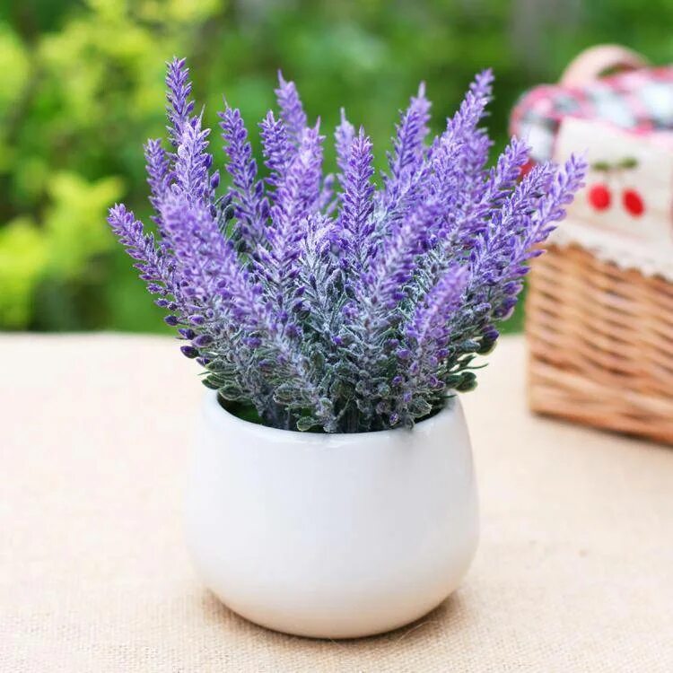 живое уход. крассула цветок денежное дерево. бальзам для волос. полив для елок. живое уход.