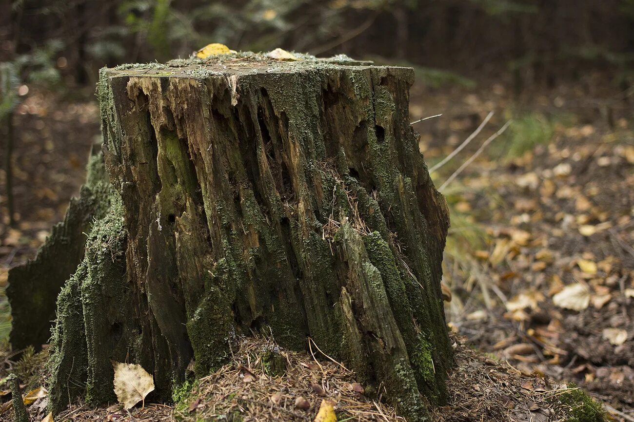 Трухлявый пень дерево. Пенек в лесу. Пень. Пень лесного дерева. Пень лесного дерева.