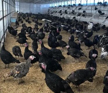 Отбасылық порно қара нәсілділер