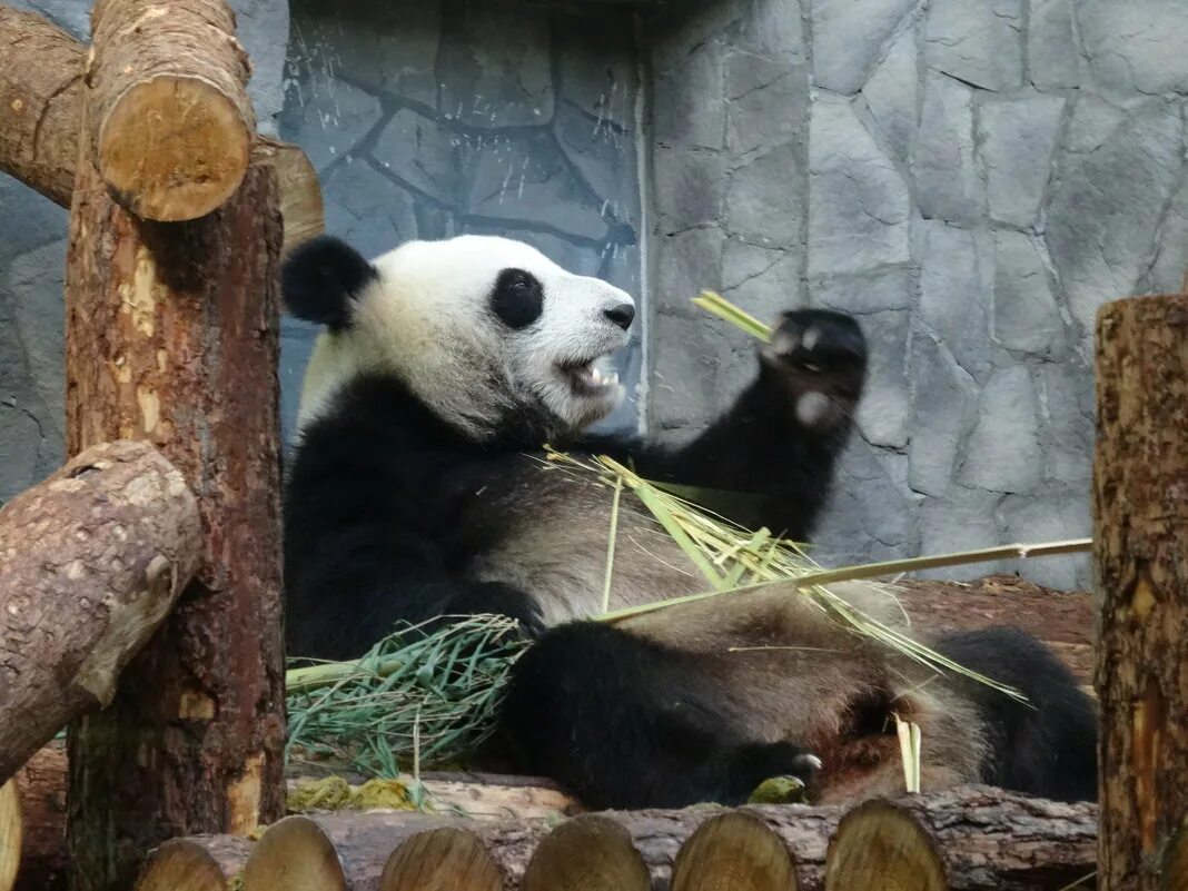 Где панды в московском зоопарке. Панда в Московском зоопарке. Музей панды в Москве. Панда из Московского зоопарка. Панда Наташа.