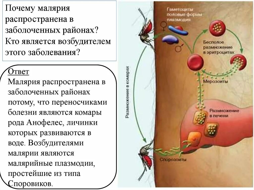 Как происходит заражение человека малярийным плазмодием. Схема заражения малярийного плазмодия. Цикл малярийного плазмодия. Малярийный плазмодий жизненный цикл промежуточный хозяин. Цикл заражения малярийного плазмодия.