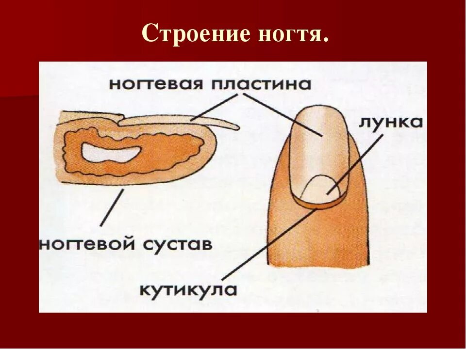 Ногтевая структура. Строение ногтя биология. Ногти строение и функции анатомия. Строение ногтя человека. Ногти строение ногтей.