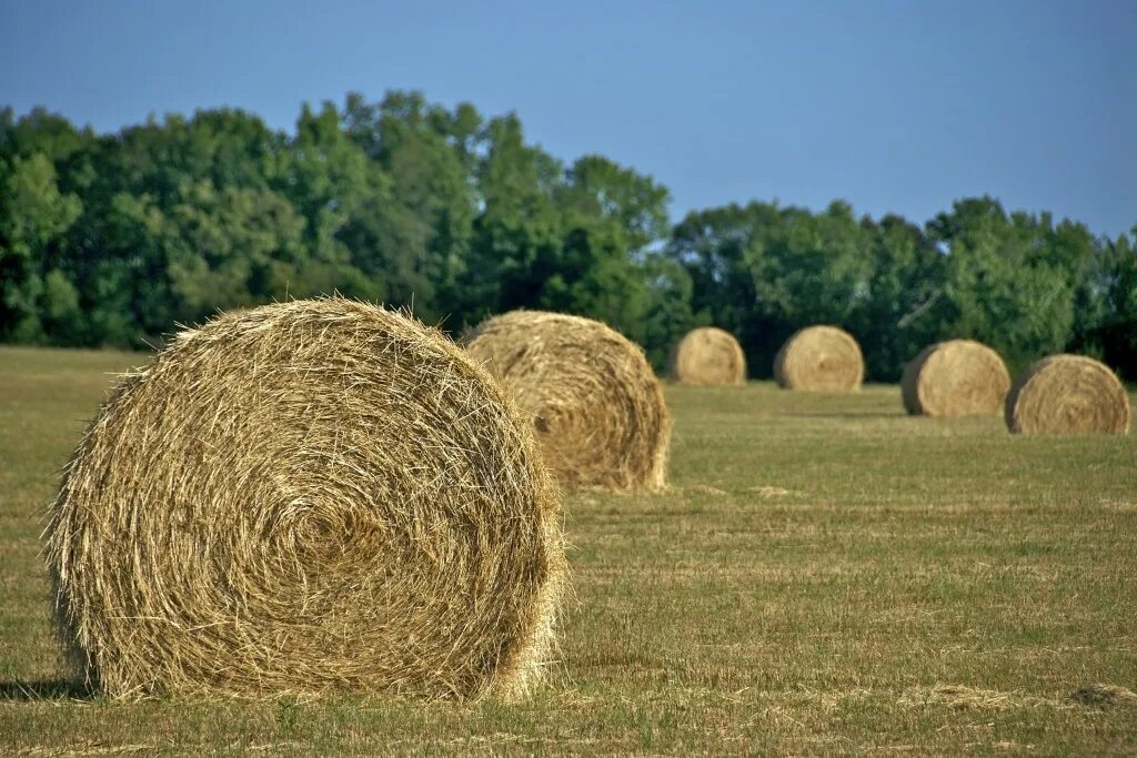 Люцерна трава тюкование. Сено выборг. Солома в рулонах. Рулон сена. Сено выборг.