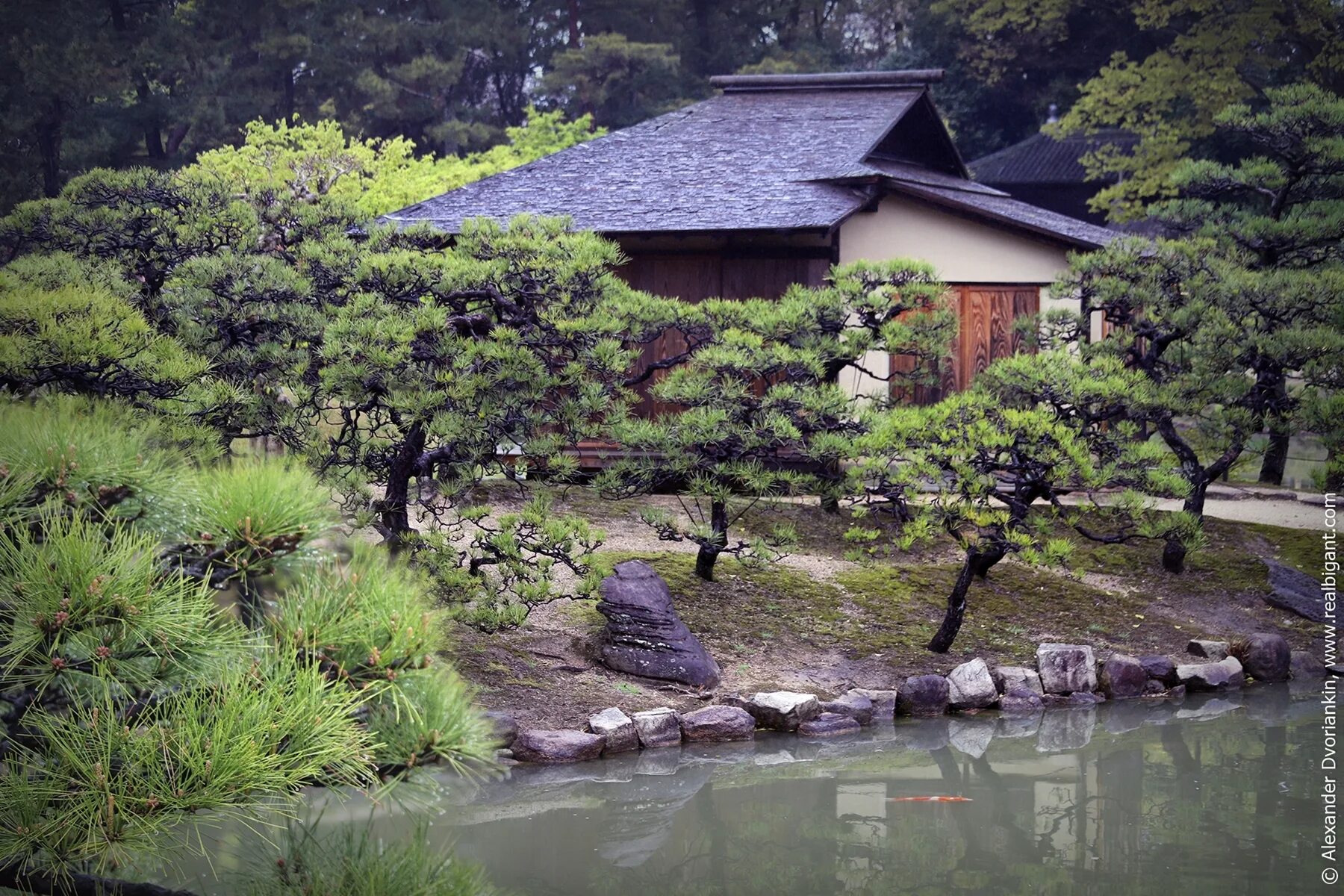 лефевр андре "парки и сады". сады заработают. растения для озеленения. посев семян механическая посадка семенами. ботанический сад тверь.