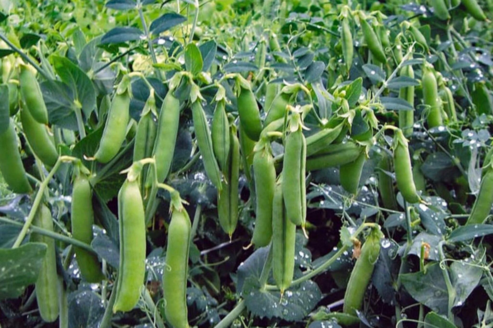 Горох на грядке. Горох сорт саламанка. Подкормка гороха в открытом грунте. Схема подкормки овощей. Подкормка гороха.