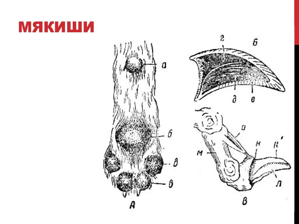 Строение лапок. Мякиши домашних животных анатомия. Запястный Мякиш собаки строение. Строение лап у собак анатомия. Строение мякиша собаки.