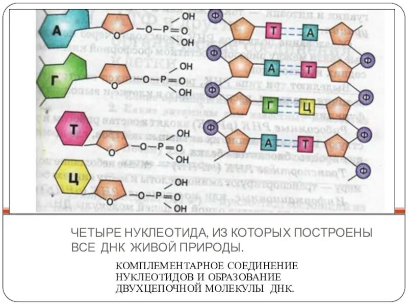 Соединение нуклеотидов днк. Схематическое строение нуклеотида ДНК. Структура нуклеотида схема ДНК. Строение нуклеотида ДНК. Схема строения нуклеотида ДНК И РНК.