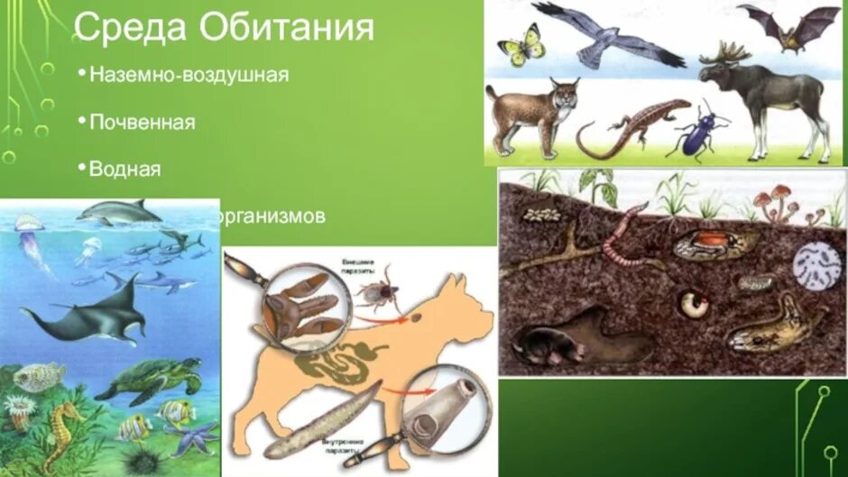 Среды обитания 11 класс биология. Наземно-воздушная среда обитания. Водная и наземно воздушная среда обитания. Среды опитания надземная ваздушная. Воздушно-наземная среда обитания.