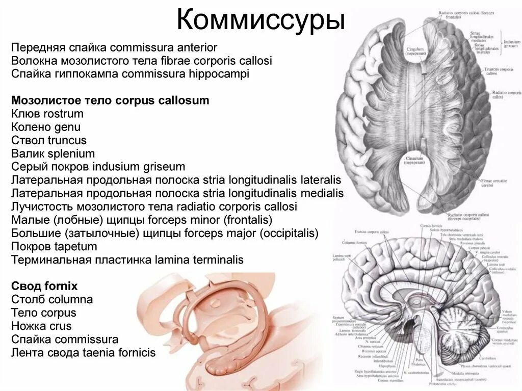 Мозолистое тело и свод мозга. Комиссура Антериор. Комиссура гиппокампа. Мозолистое тело свод анатомия. Лента свода