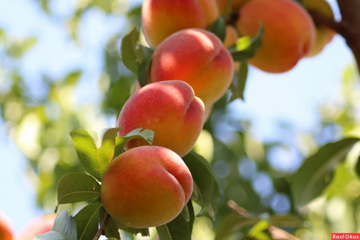 персик сорт спринг голд. два персика. абрикос ар. персик обыкновенный. персик давида.