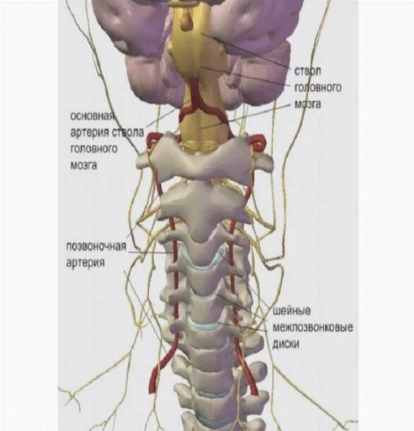 Блуждающий нерв в шейном отделе позвоночника. Защемление нерва шейного отдела. Нервы шейного отдела позвоночника. Лечение защемления нерва в грудном отделе позвоночника