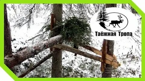 Таежными тропами 85