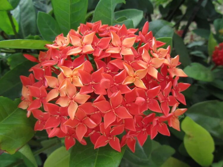 Иксора желтая. Иксора растение. Иксора филиппинская звезда. Б2 иксора. Иксора maui yellow.