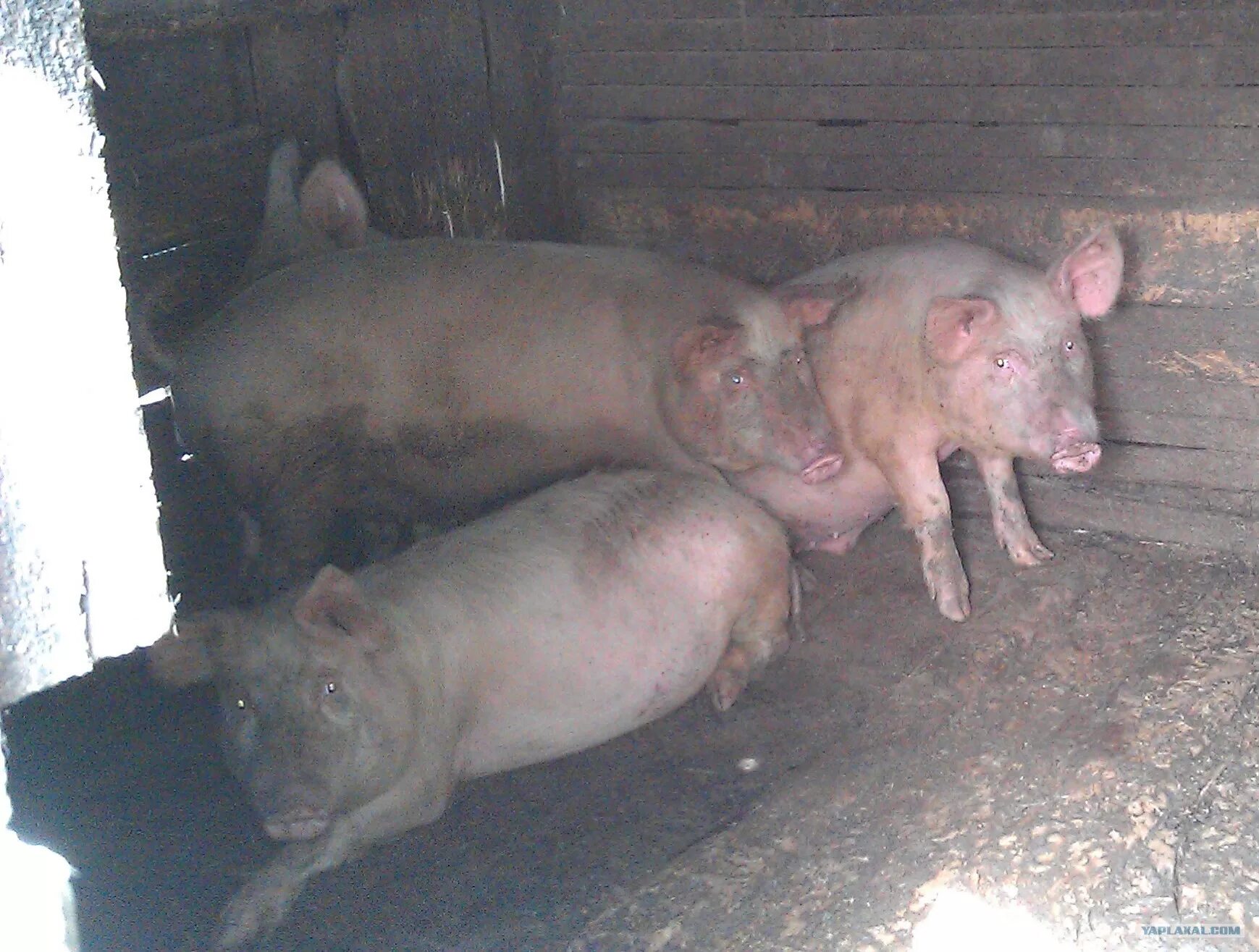 Свиньи в селе. Сарай для свиней. Три свиньи. Свинья деревенская. Поросят в сарае большие.