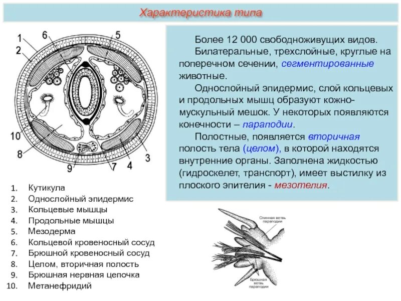 Кольцевой слой. Кольчатые черви кожно-мускульный мешок. Кожно-мускульный мешок у кольчатых червей 7 класс. Кожно мускульный мешок и полость тела кольчатых червей. Кожно-мускульный мешок у круглых червей.