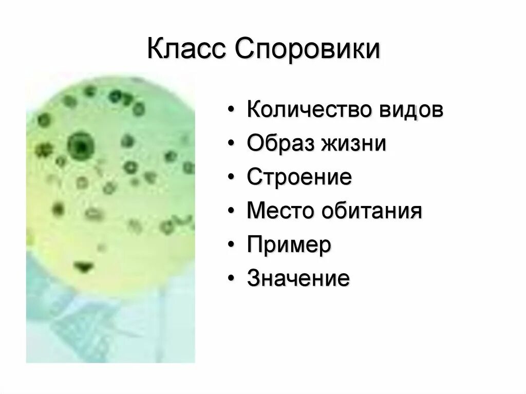 Среда обитания споровиков. Споровики особенности строения. Споровики простейшие. Тип споровики характеристика. Среда обитания споровиков.