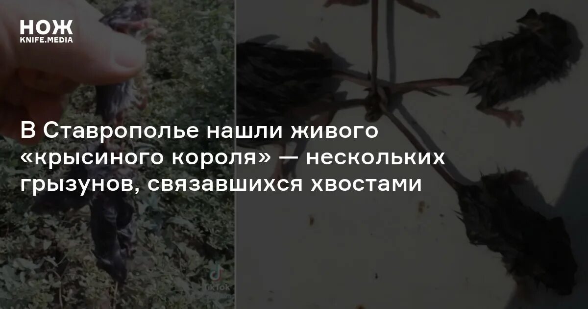 Крысиный Король Фото Живой - Telegraph
