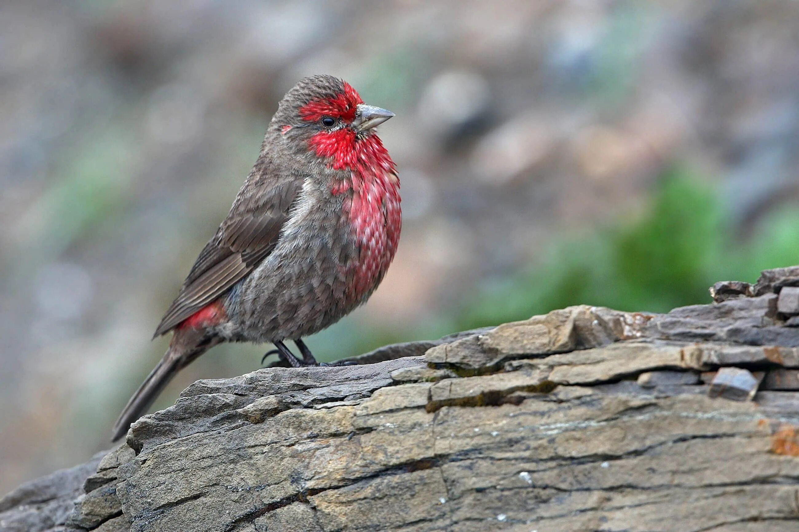 Большой красный пестрый. Carpodacus ferreorostris. Вьюрок Вьюрковые. Сибирская чечевица Вьюрковые. Красный вьюрок.