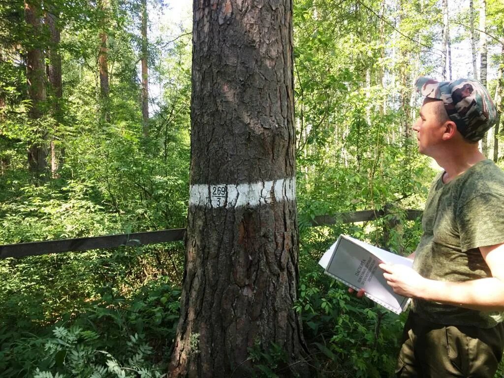 Шемуршинское лесничество Минприроды Чувашии. Шумерлинское лесничество Минприроды Чувашии. Плюсовое дерево сосны обыкновенной. Плюсовые насаждения.