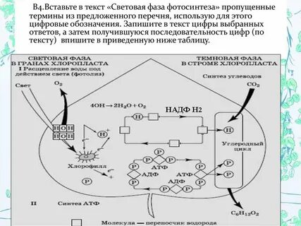 Образование глюкозы фаза фотосинтеза