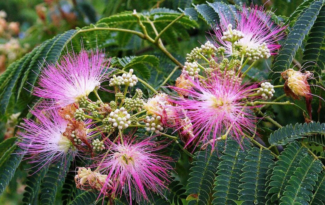 Северная америка кактус агава. Кампис приморский край. Акация альбиция ленкоранская стручки. Цветок мексиканская агава. Кампсис в краснодарском крае.