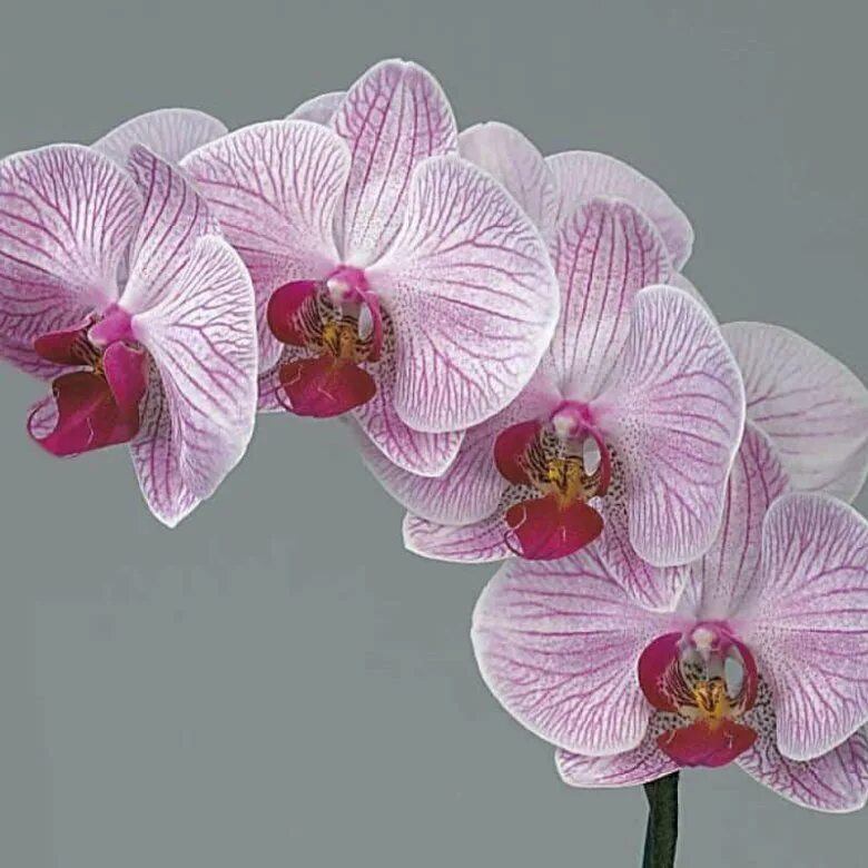 Орхидея фиолетовая. Орхидея замбия. Орхидея фаленопсис ямайка. Орхидея shenzhen nongke. Орхидея гули.