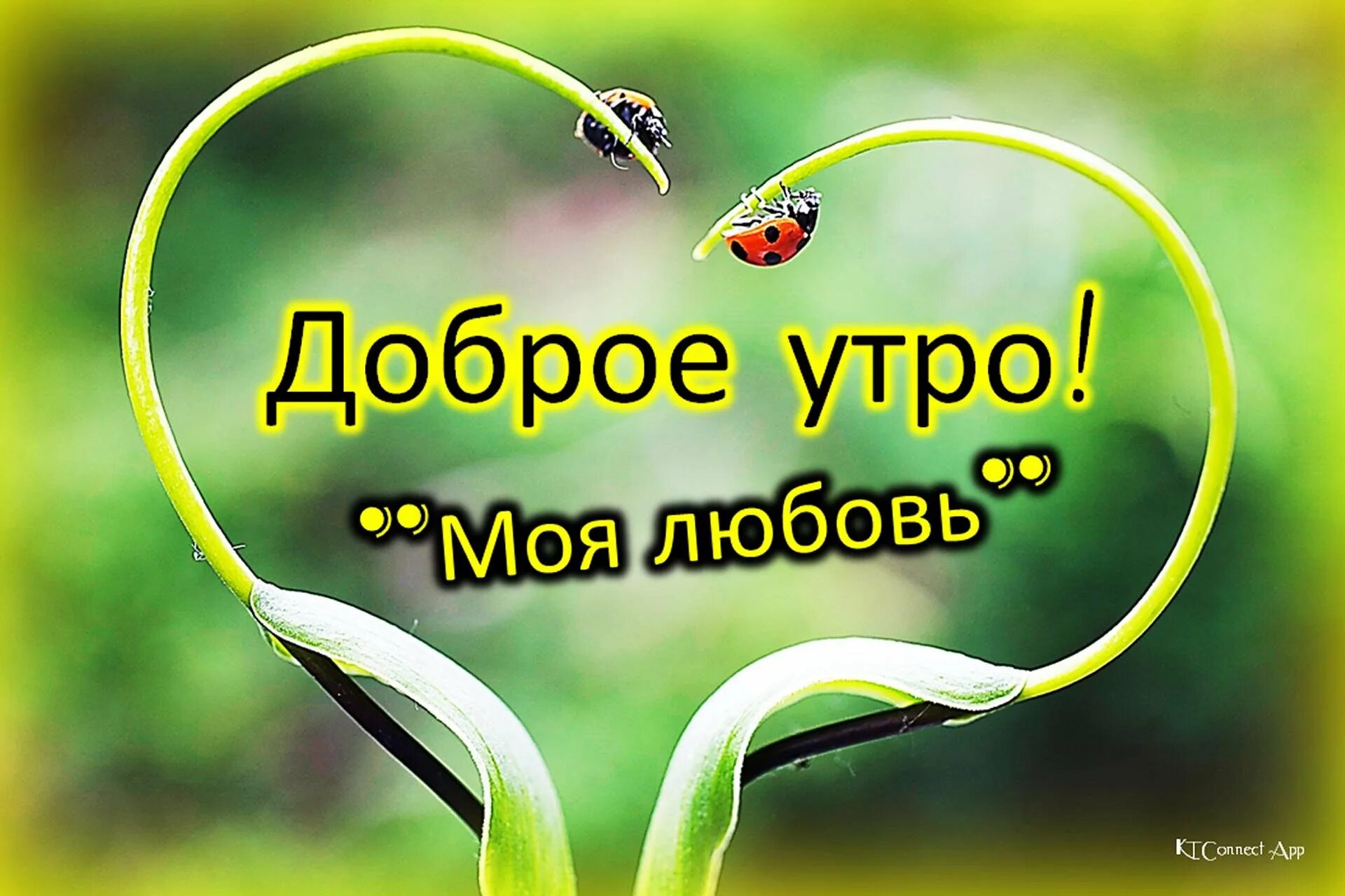 Доброе утро любимая моя. Открытки с добрым утром любимому. Доброе утро родной. С добрым утром любовь моя. Доброе утро радость моя мужчине